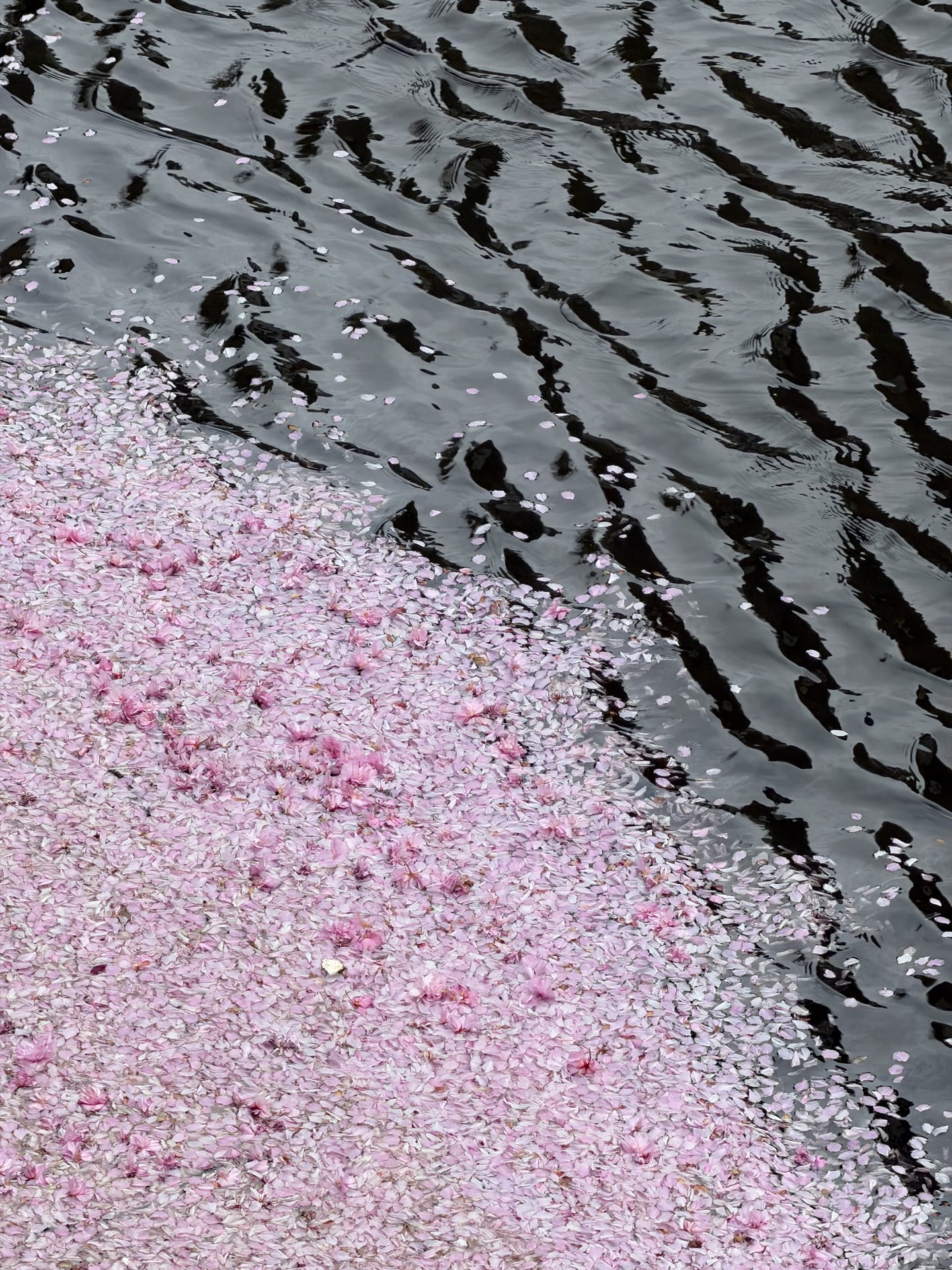 A beautiful carpet of pink cherry blossom petals floats gently on the dark, rippling water of a canal